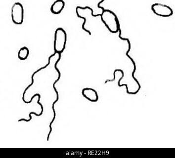 . Pharmazeutische Bakteriologie, mit besonderem Bezug auf die Desinfektion und Sterilisation. Die Bakteriologie. 68 PHARMAZEUTISCHE BAKTERIOLOGIE. Wenn die Temperatur und Farbe differential Tests zeigen Abwasser contamina-, dann die folgenden zusätzlichen Tests sollten durchgeführt werden. Iii. Indol Reaktion und Gas Formel. - Die indol Reaktion hat bereits erklärt worden ist. Die Formel ist wie folgt festgelegt: in Sätzen von vier Grad - uated Gärung Tuben zu Glukose und Laktose bouillon Bouillon, Hinzufügen O. I, 0,2, 0,5 und 10 C.c. der verdächtigen Flüssigkeit. Wenn die Gasbildung ist die Anwesenheit von c beobachtet Stockfoto