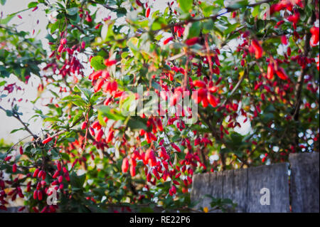 Cornel Filialen mit reife rote Beeren auf dem Hintergrund der alten hölzernen Zaun Stockfoto
