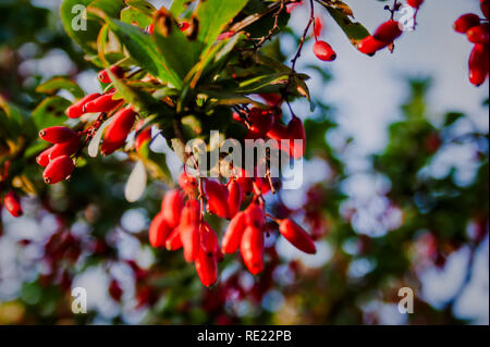 Cornel Filialen mit reife rote Beeren auf dem Hintergrund der alten hölzernen Zaun Stockfoto