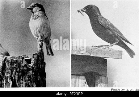 . Golf Clubs als Vogelschutzgebiete. Vögel; Golfplätze. Sein Haus auf den Felsen Fotos von A.A.Allen, es sei denn, Sie gestatten ihm über ihre Tür zu errichten, oder, noch besser, auf ein spezielles Regal unter der Veranda oder unter dem Vordach, wo sein Nest von Schlamm und Moos nicht auflösen wird. Die Phoebe ist eine anpassbare Vogel und alles, was er benötigt, ist ein Regal sein Nest und etwas oben zu halten es vor dem Wetter zu schützen. Gute Mathematiker Fotos von A. Sie sehr viel schneller als die meisten Vögel vermehren. In einigen Orten, die Sie anstößig geworden sind. Das Haus (Englisch) Spatz auf der linken und die Starling auf Stockfoto