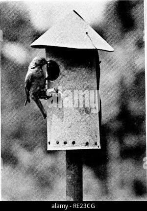 . Golf Clubs als Vogelschutzgebiete. Vögel; Golfplätze. Foto von F. Harper füllen ihre KÜRBISSE MIT MARTINS eine primitive Martin - Haus wie von den Indianern verwendet. Einzelne Kürbisse machen gute Häuser für Zaunkönige und Drosseln und wenn hlce arrangiert diese attraktiven Martins im Süden.. Bitte beachten Sie, dass diese Bilder sind von der gescannten Seite Bilder, die digital für die Lesbarkeit verbessert haben mögen - Färbung und Aussehen dieser Abbildungen können nicht perfekt dem Original ähneln. extrahiert. National Audubon Society. New York Stockfoto