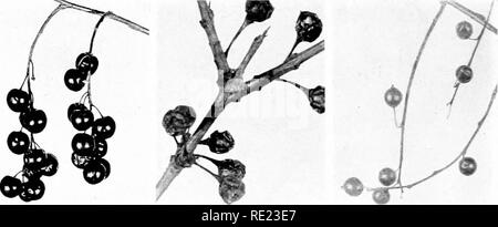 . Golf Clubs als Vogelschutzgebiete. Vögel; Golfplätze. PANICLED HARTRIEGEL VIRGINIA CREEPER JAPANISCHE BERBERITZE. CHOKE CHERRY SANDDORN HACKBERRY. Bitte beachten Sie, dass diese Bilder sind von der gescannten Seite Bilder, die digital für die Lesbarkeit verbessert haben mögen - Färbung und Aussehen dieser Abbildungen können nicht perfekt dem Original ähneln. extrahiert. National Audubon Society. New York Stockfoto