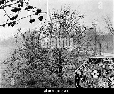 . Golf Clubs als Vogelschutzgebiete. Vögel; Golfplätze. Fotos von J. H. iIcFarlaud Co. und A. A. ALLEN NAHRUNG UND SCHUTZ Himbeeren haben durch die US biologische Umfrage in der Lebensmittel von 114 Vogelarten registriert worden. Die Büsche sind ideale Nistplätze für Indigo Ammern (Insert), Catbirds, Kardinäle, und Spottdrosseln.. Fotos von R. Horsey und A.A. AUen LEBENSMITTEL FÜR DEN WINTER VÖGEL UND SCHUTZ FÜR SOMMER Nester der Dornenbäumen ideale Nistplätze für viele Vögel. Diejenigen, die wie dieser Rochester Thorn, dass ihre Frucht halten, sind am wertvollsten. Seite 38. Bitte beachten Sie, dass diese Bilder extrahiert werden fro Stockfoto