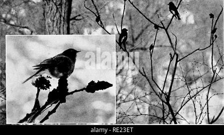 . Golf Clubs als Vogelschutzgebiete. Vögel; Golfplätze. Fotos von A.A.Allen einen Abend GROSBEAK CAFETERIA Die Box Elder {Acer negimdo) ist besonders attraktiv für Abend Grosbeaks und die Frucht hängt am Baum über Winter.. Ein WINTER RESORT Fotos von A.A. Alien Sumac "Bobs" sind relished durch die Robins (Einsatz), und Drosseln, und flackert im Frühjahr und im Winter von der Auerhahn, Fasane, Krähen, und am Abend Grosbeaks hier gezeigt. Seite 37. Bitte beachten Sie, dass diese Bilder aus gescannten Seite Bilder, die digital für die Lesbarkeit verbessert haben mögen - Colorati extrahiert werden Stockfoto