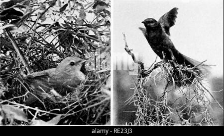 . Golf Clubs als Vogelschutzgebiete. Vögel; Golfplätze. Die nördliche Spötter Fotos von A.A.Allen die Catbird tritt an die Stelle der^ Mockingbird in der Xorth. Es ist nie weit von Gebüsch gefunden, und ein Golfplatz ohne Dorn Äpfel, wilde Beeren, Hartriegel, oder anderen dichten Wachstum wird keine haben. Die Bepflanzung der Früchte tragenden Gebüsch ist sicher die Catbirds zu erhöhen. Fotos 6 v A. A. ALLEN DIE ECHTEN MOCKINGBIRD ^ Mockingbird ist der Favorit Vogel von allen südlichen Golfkurse, aber wie Der Catbird ist abhängig von Dickicht für Nesting. Everj - Verein - Haus südlich von Pennsylvania sollte sich Stockfoto