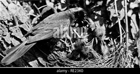 . Golf Clubs als Vogelschutzgebiete. Vögel; Golfplätze. Foto von E. G. Allen ACT I. DIE UMWERBUNG: "Dein Vorschlag klingt gut!" Knistern sind bekannte Sehenswürdigkeiten auf allen Golfplätzen, wandern über die in ihrer Suche nach Heuschrecken und andere Insekten, aber nicht disdaining ein Stück Brot. Sie sind manchmal ein Ärgernis für die Landwirte, und ihren Quartieren in Stadt Schatten - Bäume sind manchmal unangenehm, aber auf dem Golfplatz Sie tun viel Gutes und wenig Schaden.. Akt II. Foto von A.A.Allen HOME LEBEN: "SICHER HAT EINE LEKTION FÜR MICH!" Hier das Knistern ist ihre Jungen füttern. Die Höhe der Stockfoto