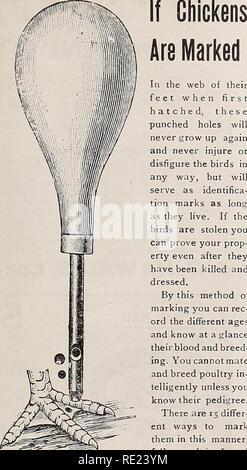 . Die östliche poultryman. Geflügel Zeitschriften; Obst Zeitschriften. Im web der Füße beim ersten geschlüpft, diese gestanzten Löcher werden nie erwachsen werden und nie wieder verletzen oder zu entstellen die Vögel in keiner Weise, sondern als Identifikation Marken dienen, solange Sie leben. Wenn die Vögel gestohlen, um zu beweisen, dass Ihr Eigentum, auch wenn sie getötet und gekleidet. Durch diese Art der Kennzeichnung können Sie rec-ord die verschiedenen Alters und Wissen auf einen Blick ihr Blut und Rasse - ing. Sie cannotmate und züchten Geflügel in - telligently, es sei denn, Sie wissen, dass ihre Ahnentafel. Es gibt 15 unterschiedliche Möglichkeiten zu markieren Stockfoto