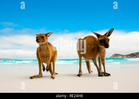 Känguruhs auf Lucky Bay White Sand Beach - Australien Stockfoto