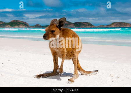 Känguru auf Lucky Bay White Sand Beach - Australien Stockfoto