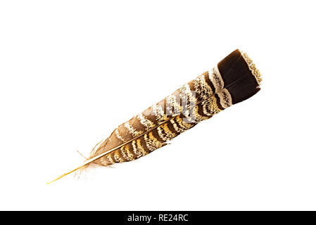 Eine Vari Grouse, Bonasa umbellus) tail Feather isoliert auf Weiss. Stockfoto