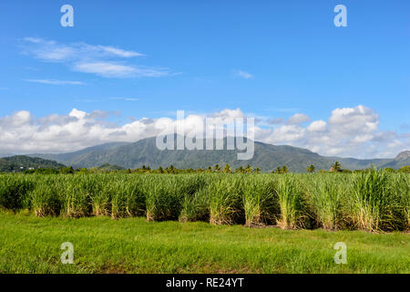 Ein Zuckerrohr Ernte mit einer Reihe im Hintergrund, Cairns, Far North Queensland, Queensland, FNQ, Australien Stockfoto