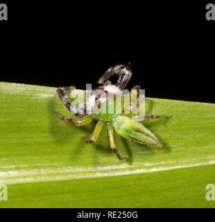 Affe - gegenübergestellt Jumping Spider (Mopsus mormon) männlichen auf Laub, Cairns, Far North Queensland, Queensland, FNQ, Australien Stockfoto
