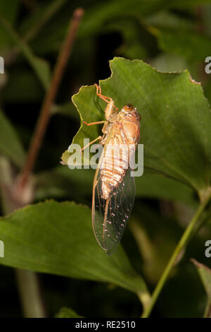 Neu entstandenen Zikade, Cairns, Far North Queensland, Queensland, FNQ, Australien Stockfoto