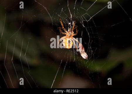 Orb-weaver Spider (Argiope keyserlingi) mit eingepackt Beute, nördlichen Queensland, Australien Stockfoto