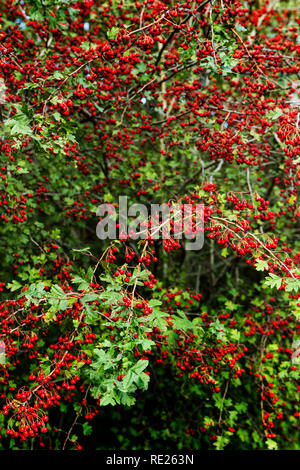 Aronia hängenden fruchtbringend aus den Niederlassungen vor. Dieser wunderschöne rote Frucht ist unersättlich. Stockfoto