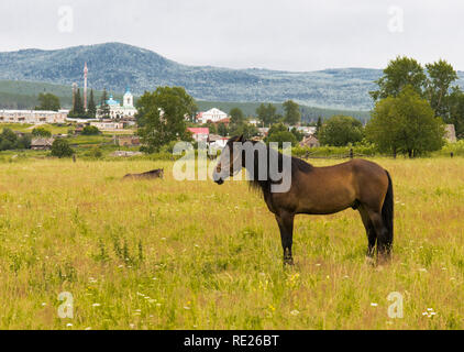 Ein Pferd Schürfwunden in einer Weide auf dem Hintergrund der Ural. Stockfoto