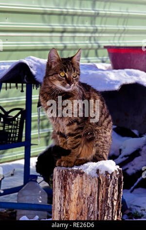 Gestreift, grau tabby Katze sitzt auf einem hölzernen im Winter Umgebung anmelden und starrte seitlich Stockfoto