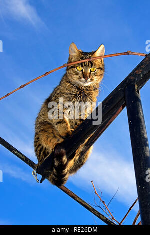 Mackerel Tabby Katze sitzt auf der Spitze eines T Pol in majestätischer Lage mit blauem Himmel Hintergrund Stockfoto