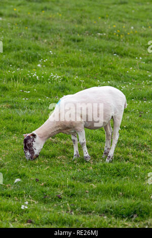 Scottish Blackface oder, schwarzen Gesicht Schafe (Ovis aries). Ewe, vor kurzem Fell geschoren aus Wolle oder Fleece. Die beweidung. Juni. Insel Iona, Innere Hebriden, West Co. Stockfoto