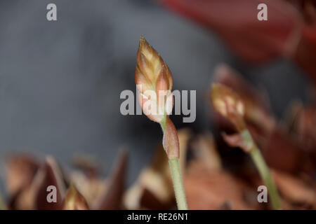 Extreme Makro einer Blume eines ludisia ludisia dawsoniana, blühende Verfärben auch genannt jewel Orchidee mit noch geschlossenen Knospen im Januar Stockfoto