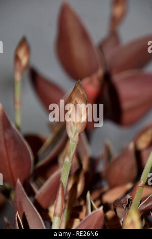 Blühende ludisia Verfärben auch genannt jewel Orchidee mit noch geschlossenen Knospen im Januar, ludisia Orchidee Blumen Stockfoto