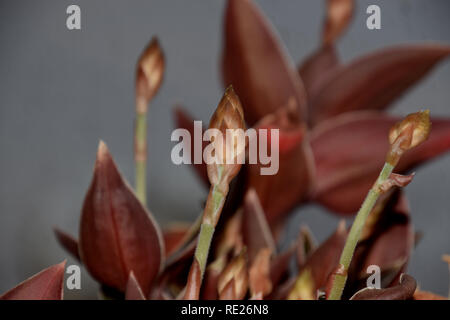 Makroaufnahme der behaarten Blüten einer blühenden ludisia ludisia Orchidee, Verfärben auch genannt jewel Orchidee mit noch geschlossenen Knospen im Januar Stockfoto