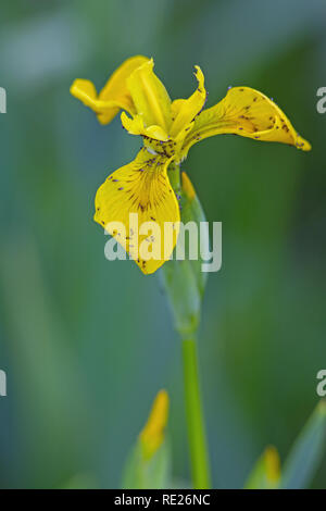 Gelbe Flagge Schwertlilie (Iris pseudacorus). Blume, mit Blütenblättern und Kelchblätter mit einem Befall von Insekten - Mücken bedeckt - ​? Stockfoto