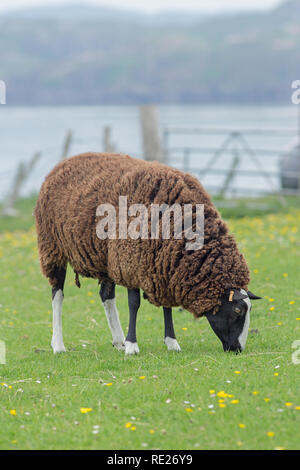 ZWARTBLES, Rasse, der Schafe (Ovis aries). Doppelnutzungsrasse, aus nördlichen Regionen der Niederlande mit Ursprung. Hier weiden auf weder Weide auf der Insel Iona, Innere Hebriden, an der Westküste von Schottland. ​ Stockfoto