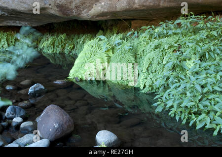 Big Bend in Carnarvon Gorge, Queensland, Australien Stockfoto