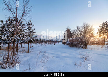 Palandoken Berge aus der Ferne mit Pinien in Erzurum, Türkei Stockfoto