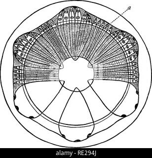 . Eine Einführung in die pflanzlichen Physiologie. Pflanzenphysiologie. Fia. 40.- DiAQKAM von Stammzellen von Dicotyledon auf drei Altersgruppen. Junge Zustand, in dem der Erste gebildet Leitbündel ein. b, A httle ältere Stufe, die Vorbereitung auf die Bildung von neuen Durchführung Gewebe, C. Ältere Bühne. Die Bündel sind größer geworden und neue {a) haben zwischen Ihnen intercalated wurde. Jedes Jahr neue Äste oder Zweige mit ihren zugehörigen Blätter sind ständig produziert. Mit einer solchen kontinuierlichen Steigerung der Größe, der neue leitende Gewebe zu bilden. Das Skelett. Bitte beachten Sie, dass diese Bilder aus gescannten p extrahiert werden Stockfoto