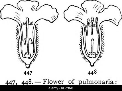 . Botanik das ganze Jahr über; ein praktisches Lehrbuch für die Schulen. Botanik. 445 446 445 446. - Blume der Fireweed {Epilobium angustifolium) (grau): 445, mit erwachsenen Staubgefäßen und unreifen pistil; 446, tlie Gleichen ein paar Tage älter, mit erweiterten Stempel nach der Antheren ihren Pollen vergossen haben. Abteilungen der Stil in der Weise, dass die Pollen von Ihnen können möglicherweise nicht die Schande ohne externen Agentur erreichen; und in allen einhäusig und Zweihäusige Pflanzen, Selbstbestäubung ist eindeutig unmöglich. In anderen Fällen, von denen die Kegel Blume {Rudbeckid) und der gemeinsamen Salbei Beispiele liefern, die anthere Stockfoto
