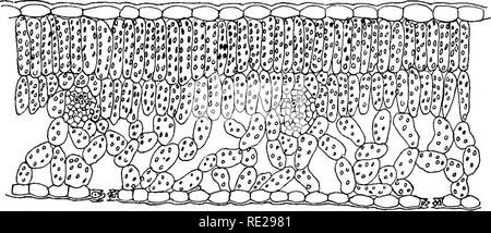 . Eine Einführung in die pflanzlichen Physiologie. Pflanzenphysiologie. Fra. 20.- Tkansveese Abschnitt von Stammzellen op Sphagnum, Fia. 21. - Abschnitt von Stammzellen von Moss, die zentrale Steand von dünnwandigen Zellen und EfIDEBMIS COKTEX sitreounded BT. Die Wände der äußeren Zellen der Hirnrinde sind considekably verdickt. (Nach Sachs.) Diese eine weitere Schutzschicht aus kleinen Zellen mit uni-formly dicken Wänden ist mit (Abb. met. 20). In den kleineren. Flo. 22.- Querschnitt der Klinge aus einem Blatt, auf der die Außenwände des Epidekmal Zellen verdickt und cuticulabised. X 100. Moose die äußeren Schichten der Hirnrinde Stockfoto