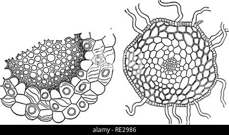 . Eine Einführung in die pflanzlichen Physiologie. Pflanzenphysiologie. Die DIFFERENZIERUNG DER ANLAGE - KÖRPER 23, dessen Wände sind markiert mit spiraligen Verdickungen. Im Inneren. Fra. 20.- Tkansveese Abschnitt von Stammzellen op Sphagnum, Fia. 21. - Abschnitt von Stammzellen von Moss, die zentrale Steand von dünnwandigen Zellen und EfIDEBMIS COKTEX sitreounded BT. Die Wände der äußeren Zellen der Hirnrinde sind considekably verdickt. (Nach Sachs.) Diese eine weitere Schutzschicht aus kleinen Zellen mit uni-formly dicken Wänden ist mit (Abb. met. 20). In den kleineren. Bitte beachten Sie, dass diese Bilder aus gescannten Seite Bilder, ma extrahiert werden Stockfoto