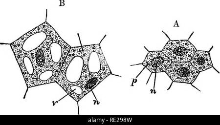 . Eine Einführung in die pflanzlichen Physiologie. Pflanzenphysiologie. Fia. 13.- Filamenten aus Noftoc. (Nach Luerssen.) Abb. 14.- Pediastrum, bestehend aus einem Teller von Zellen. Das protoplasma der lebenden Substanz der Anlage ist im Besitz bestimmter Eigenschaften, die nicht durch den Rahmen, auf dem sie ruht gemeinsam genutzt werden. Es ist in der Tat das Zentrum aller Aktivitäten, die das Werk manifestiert. Es assimi-lates die Nahrung, die das Werk benötigt und führt alle. Abb. 15. Pflanzliche Zellen. Eine sehr junge; B, ein wenig älter, Anzeigen commenciag Bildung der Vakuole, p, protoplasma; n, Nucleus; v, eine vakuole. Stockfoto