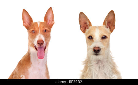 Zwei schöne Hunde isoliert auf weißem Hintergrund Stockfoto