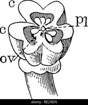. Botanik das ganze Jahr über; ein praktisches Lehrbuch für die Schulen. Botanik. Stlg. 368 369 370 368-370. - Blume eines hypogynous monocotyledon seziert: 368, eine Blume von der Stern-von-Bethlehem, zeigt die verschiedenen Organe: Pet, Blütenblätter; Sep, Kelchblätter, sta, Staubgefäßen; plst, Griffel, ped, Stiel; 369, Seitenansicht der Stern-von-Bethlehem mit all den Petalen und Sepalen, sondern zwei entfernt Reihenfolge der Teile:?, Buchse, 0, des Ovars zeigen; Sty, Stil; Stig, Stigmatisierung - Teile der Komposition das pistil; w, filament; a, staubbeutel - Teile der Zusammenstellung der Staubfaden; 370, Querschnitt des cvaiy der Stern-von-Bethlehem; c, Stockfoto