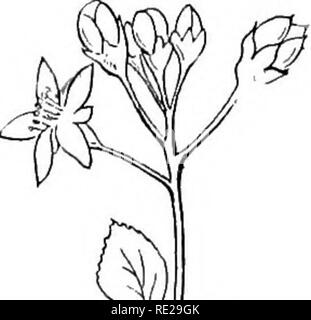 . Botanik das ganze Jahr über; ein praktisches Lehrbuch für die Schulen. Botanik. Blütenstand 189. ^ 351 - corymb von Pflaume Blüten. 268. Die corymb. - Die untere Stiele eines raceme gestreckt werden, damit Ihre Blumen auf einer Ebene mit denen der oberen Knoten zu platzieren, wodurch eine konvexe, oder mehr oder weniger abgeflachter Cluster, wie in der Wand - Blume und Weißdorn, Stellen Sie sich vor, und wir haben eine Änderung der raceme corymb genannt. In einem solchen Cluster der äußeren Blüten, oder solche, die auf dem Umfang, gehen Sie aus den unteren Blattachseln und sind damit die ältesten, also die Reihenfolge der Blüte ist die zentripetale, dass Stockfoto