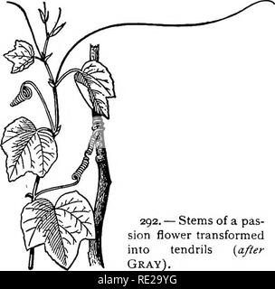 . Botanik das ganze Jahr über; ein praktisches Lehrbuch für die Schulen. Botanik. 211. Vorbauten wie Ranken. - Stiele sind auch häufig mit unter der Form der Ranken. Als normale Knospen und Zweige nie außer aus den Achseln der Blätter wachsen, diese Art von RANKE stets an der Posi-tion. In der Traube und Virginia Creeper, wo Sie gegenüber der Blätter abwechselnd auf beiden Seiten des Schaftes angezeigt werden, repräsentieren sie den Terminal Blütenknospen, die durch stärkere gedrückt worden sind. 292. - Stiele pas-sion fiower in Ranken {verwandelt nach Grau).. Bitte beachten Sie, dass diese Bilder extrahiert werden Stockfoto