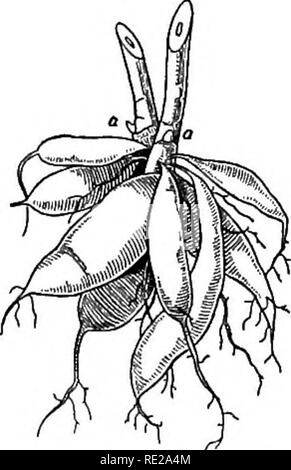 . Botanik das ganze Jahr über; ein praktisches Lehrbuch für die Schulen. Botanik. 258. Verzweigte taproot Ahorn.. Bitte beachten Sie, dass diese Bilder sind von der gescannten Seite Bilder, die digital für die Lesbarkeit verbessert haben mögen - Färbung und Aussehen dieser Abbildungen können nicht perfekt dem Original ähneln. extrahiert. Andrews, Eliza Frances, b. 1840. New York, Cincinnati [etc. ] American Book Company Stockfoto