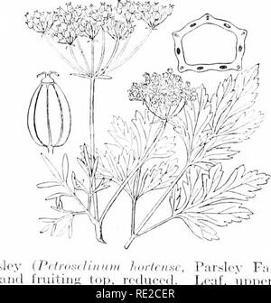 . Pflanzen und ihren Verwendungen; eine Einführung in die Botanik. Botanik; Botanik, Wirtschaftliche. Abb. 137.- Majoran {Orvjanum Alajorana, Minze Familie, Lahiatce). Blühende Pflanze, ich. Blühende braneh,;. Flower Cluster. (Vil-Morin.) - i) erennial Kraut zu jährlichen Anbau, Blätter downy; Blumen weißlichen oder Violett; nutlets bräunlich. Heimat, Eurasien. Fii. 1.38.-Pars^' senken, enlargi Rohre in thr attainirig1r Obst Braue "III. Parsle,-F, amil, -, riiihrUifrrir). Blatt, oberen Teil. Obst, Seite 1. Die Hälfte der Früchte schneiden Sie über die sechs volatilen Öl- wand zu zeigen. {Britton und Braun.) - ein Mos Stockfoto