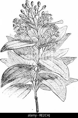 . Pflanzen und ihren Verwendungen; eine Einführung in die Botanik. Botanik; Botanik, Wirtschaftliche. Gewürze 13.:. Abb. 130, I.-Zimt {Ciivnamovinm zejjlanicum. Laurel Familie, Laura - Kinderbett). Grünen Zweig mit Blüten und Früchte. (Baillon.) - einen Baum erreichen - ing etwa 10 ni. mit dicken rauhen Rinde, und junge Zweige hübsch gefleckt mit dunklen Grün und Orange; Blätter ledrig, glänzend, immergrün; Blumen weißlich, der unangenehme Geruch; Frucht einer Weiß-violett-braun getupft Berry. Obwohl flüchtige festgestellt wird, dass Öl in verschiedenen Teilen der Pflanze keinen Geruch in kurzer Entfernung wahrnehmbar ist. Heimat, Ceylon, Indien. Plädoyer Stockfoto