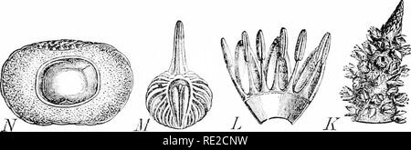 . Pflanzen und ihren Verwendungen; eine Einführung in die Botanik. Botanik; Botanik, Wirtschaftliche. Grippe. 11 (5, I.-Stachelige Sago (Piilrn Mriruxylon Ruiiiphii, Palm Familie, Palmacea). Baum über 10 m hoch oder weniger; Blätter sehr lang und Plume, an der Basis stachelige; Blumen zahlreiche, unvollkommen, auf großen spezielle Branchen; Obst mit harrl woody Schuppen bedeckt. (De Colange.). Abb. 116, II - Glatte Sago Palm {Metroxylon Icevc, Palm Familj", Palma-CEA). K, Tipp von einer Blume-Cluster. L, staubblätter auf Corolla eines starainate Blume. M, Stempel schneiden verticallj -, die Eizellen und junge Skalen. . ¥, Obst schneiden senkrecht zu sho Stockfoto