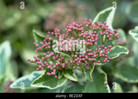 Winterblüher viburnum Strauch mit kleinen zarten tief rosa Knospen und