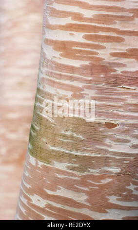 Cremig weiss und rosa Rinde von Betula costata' Grayswood Hill" Birke im Winter, UK. Auch Erman's Birke genannt. Stockfoto