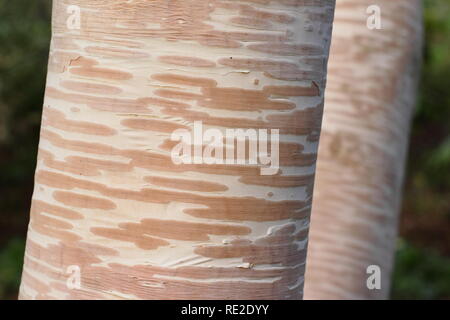 Cremig weiss und rosa Rinde von Betula costata' Grayswood Hill" Birke im Winter, UK. Auch Erman's Birke genannt. Stockfoto