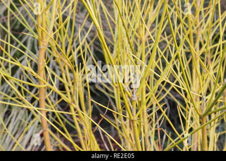 Pulsierende grüne Stängel von Acer freemanii x 'Winter Blitz', auch genannt "Ältere "Winter Blitz', Winter, Großbritannien Stockfoto
