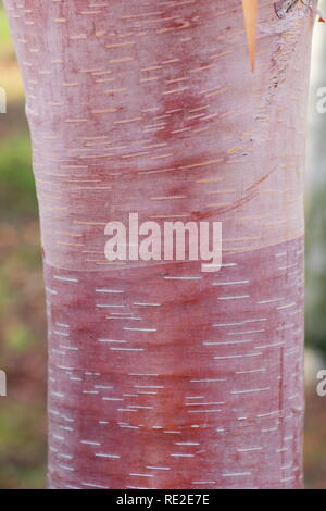 Betula albosinensis 'China Ruby'. Chinesische Rote Rinde der Birke im Winter, Großbritannien Stockfoto