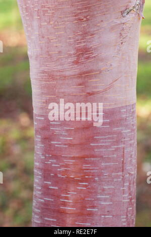 Betula albosinensis 'China Ruby'. Chinesische Rote Rinde der Birke im Winter, Großbritannien Stockfoto