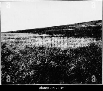 . Anlage Nachfolge; eine Analyse der Entwicklung der Vegetation. Ökologie der Pflanzen. CLEMENTS Platte 30. A. Höhepunkt Prärie Stipa und Agropyrum, Sieger, South Dakota. Bitte beachten Sie, dass diese Bilder sind von der gescannten Seite Bilder, die digital für die Lesbarkeit verbessert haben mögen - Färbung und Aussehen dieser Abbildungen können nicht perfekt dem Original ähneln. extrahiert. Clements, Frederic E. (Frederic Edward), 1874-1945. Washington, der Carnegie Institution in Washington Stockfoto